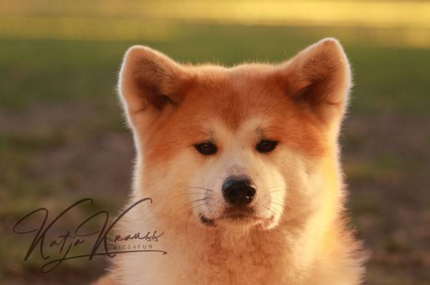 Hundeschule GREH