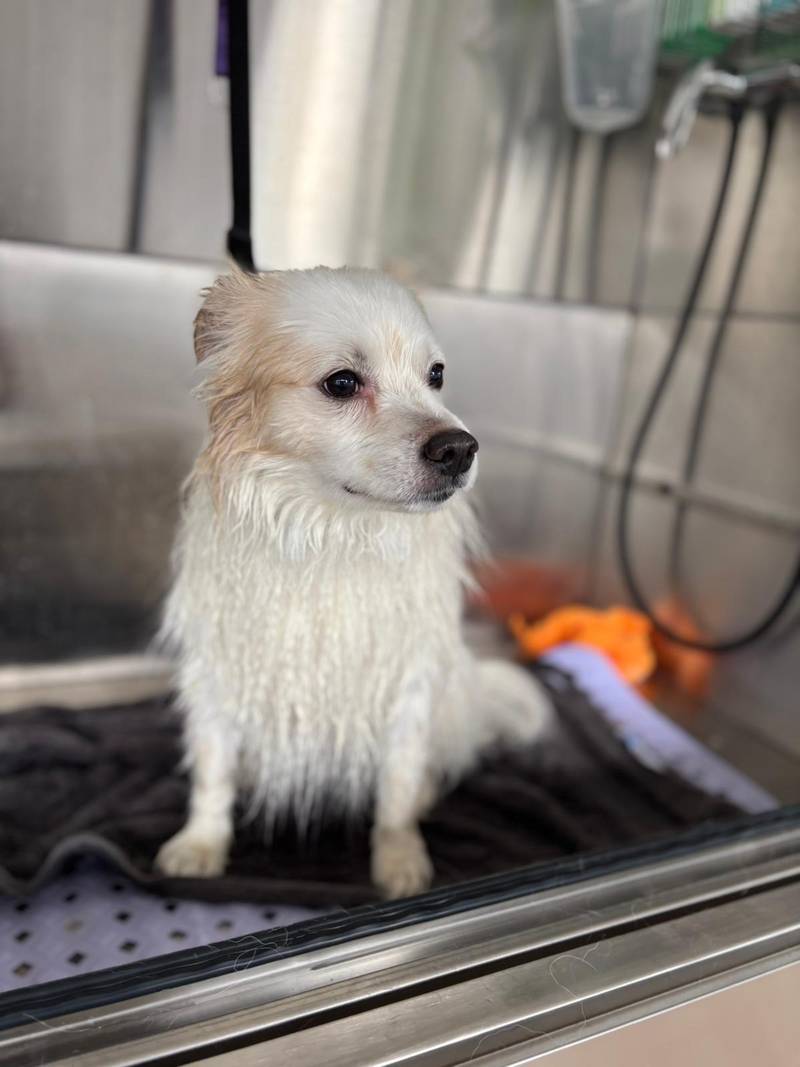Fellfinesse Hundesalon