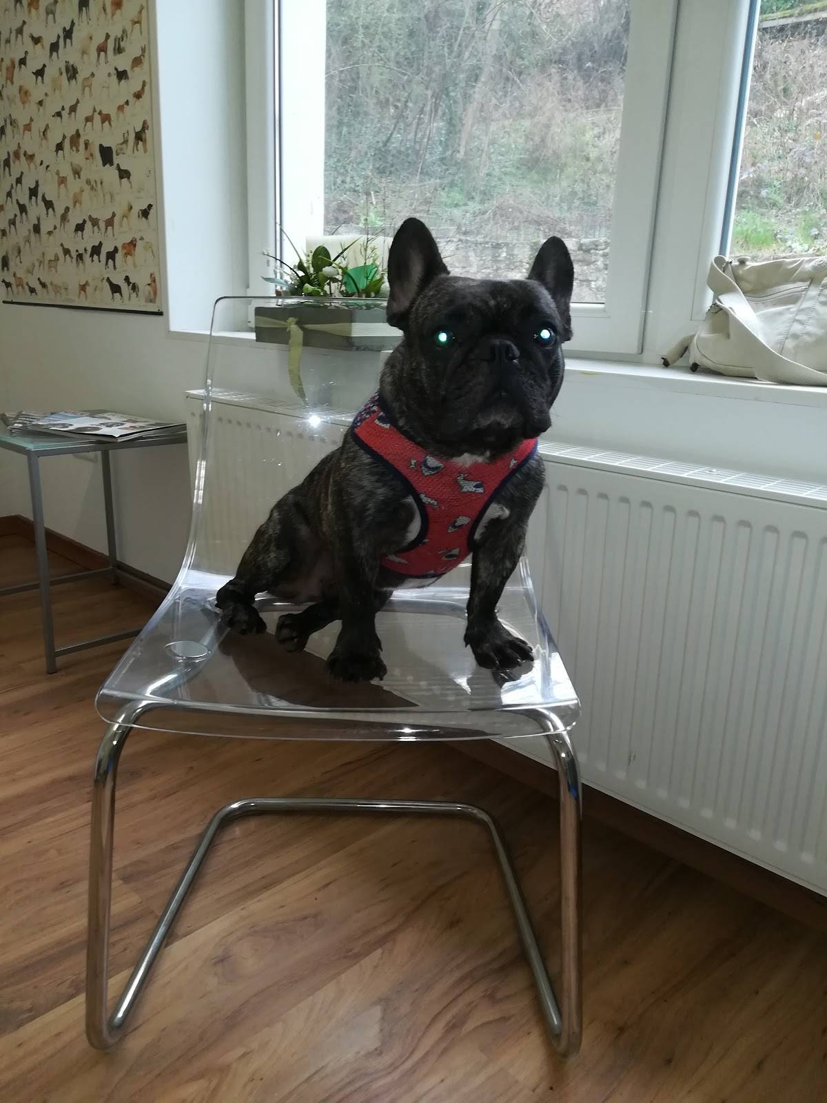 Dr. med. vet. Julia Vietmeier