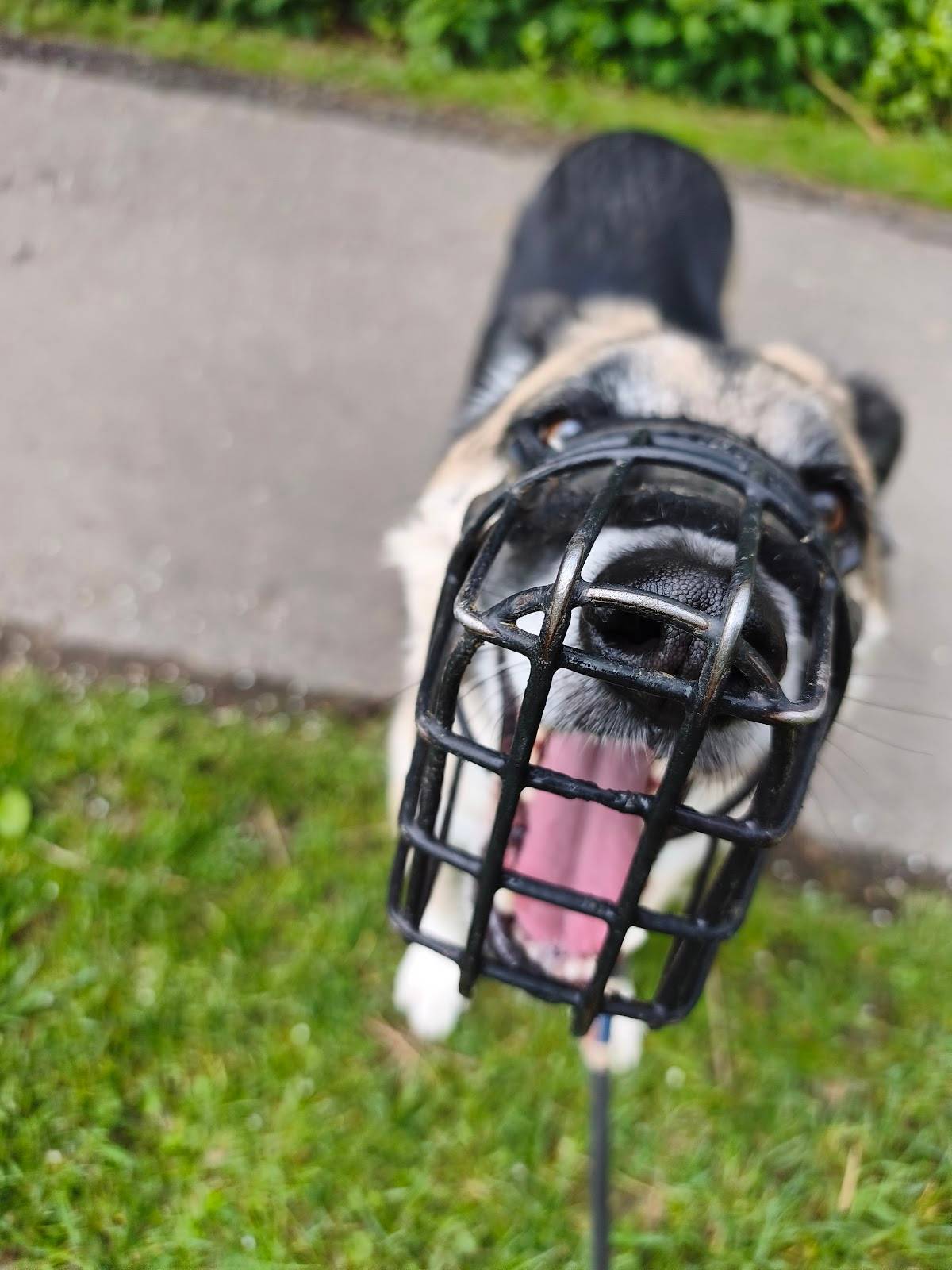 Hundeschule Hier&Jetzt