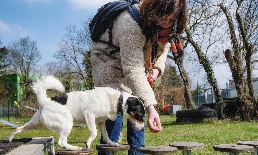 hund & halter | Hundetraining Angelika Richter | Düsseldorf