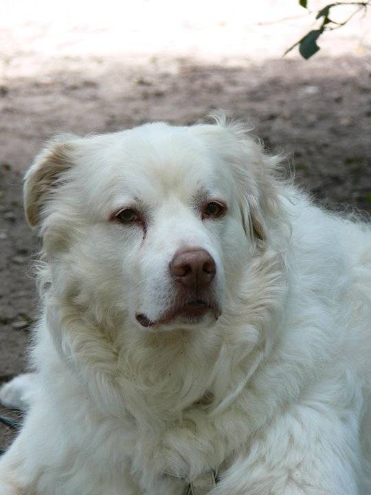 Hundeschule Petershagen