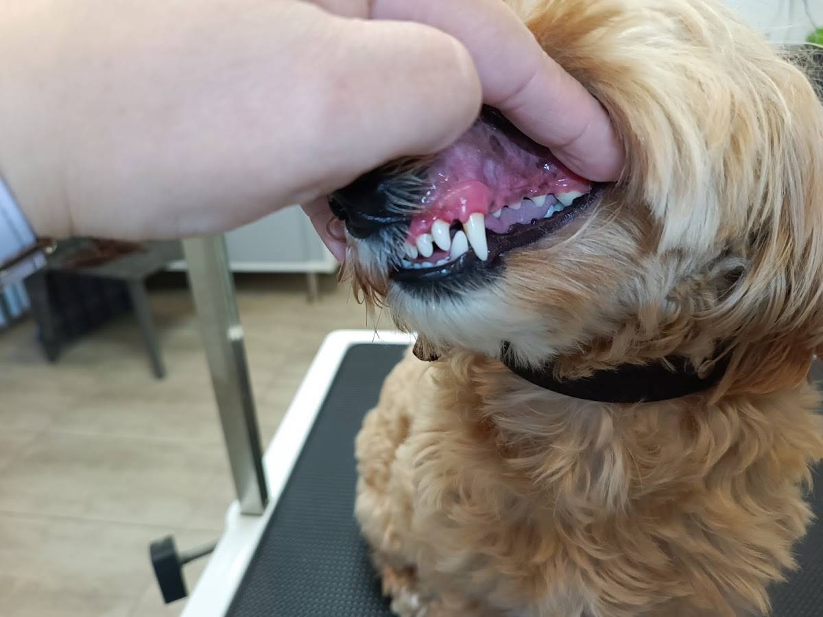 Hundesalon - RUND UM DEN HUND - Edina Simon