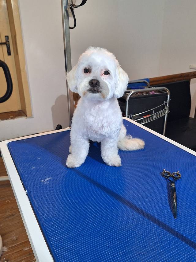 Hundefriseur Popil