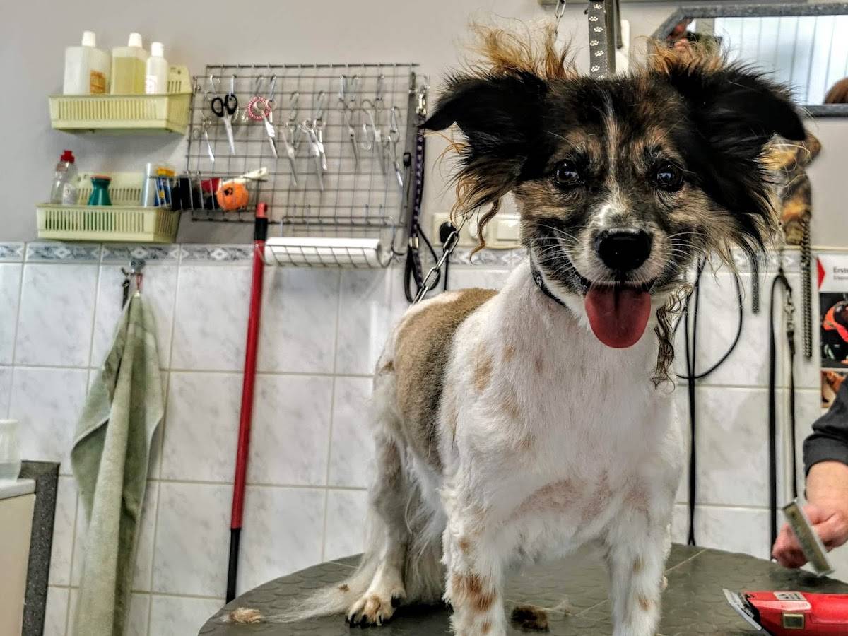 Hundesalon Maczek