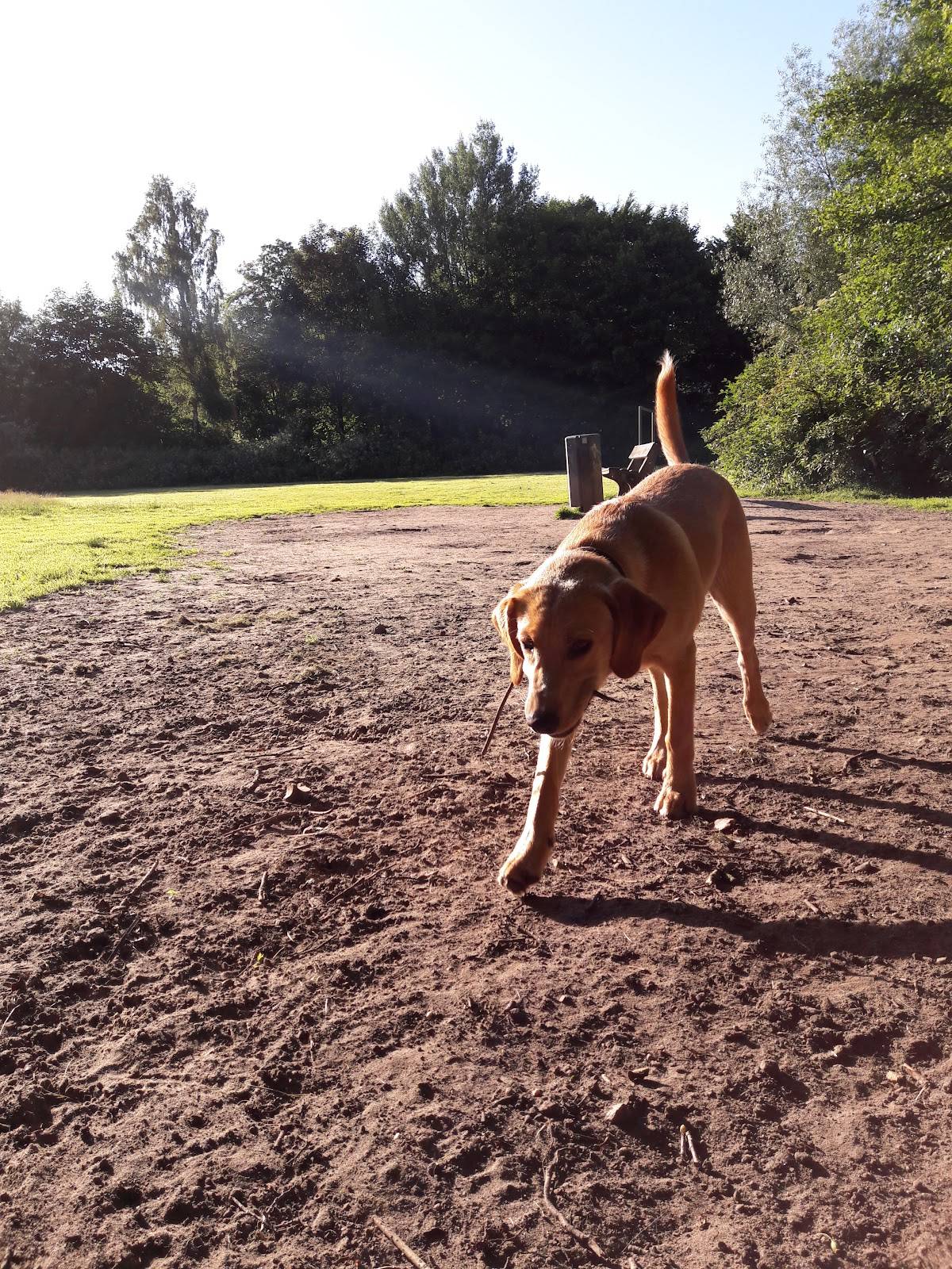 Hundeauslaufzone