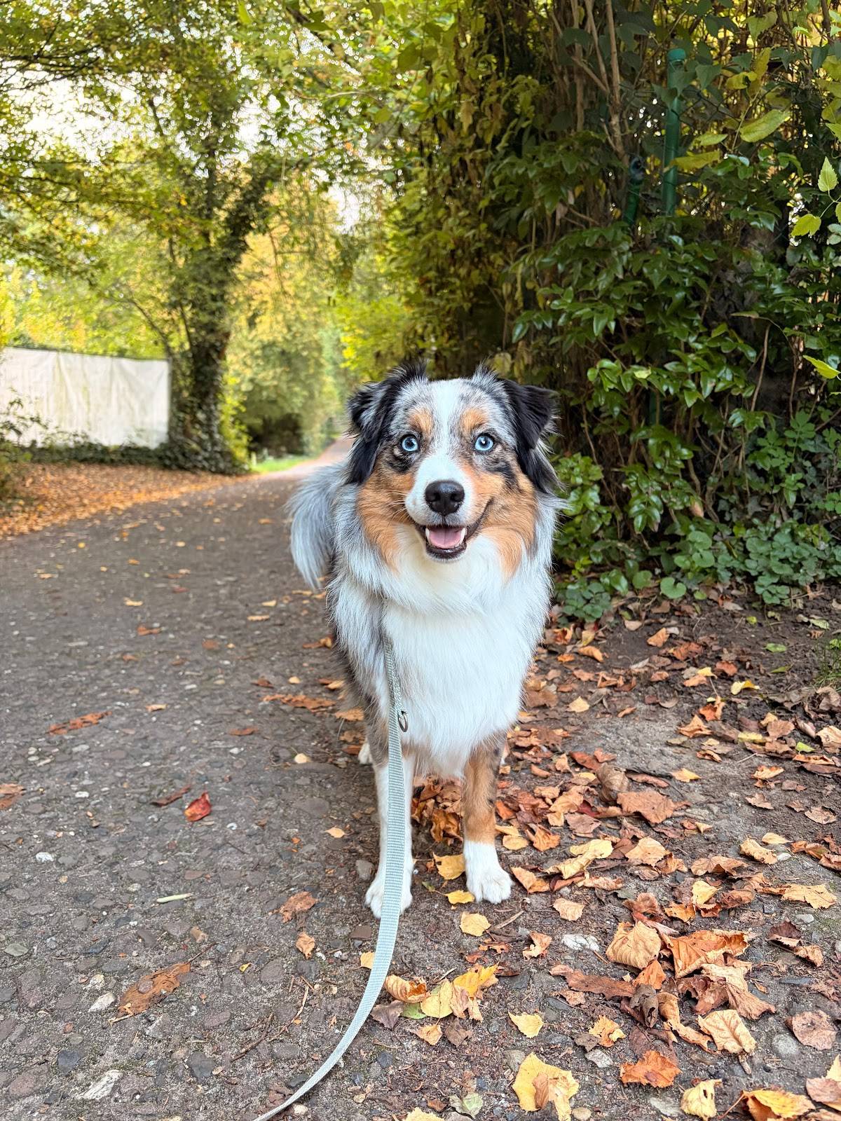 Hundeschule Happy Together