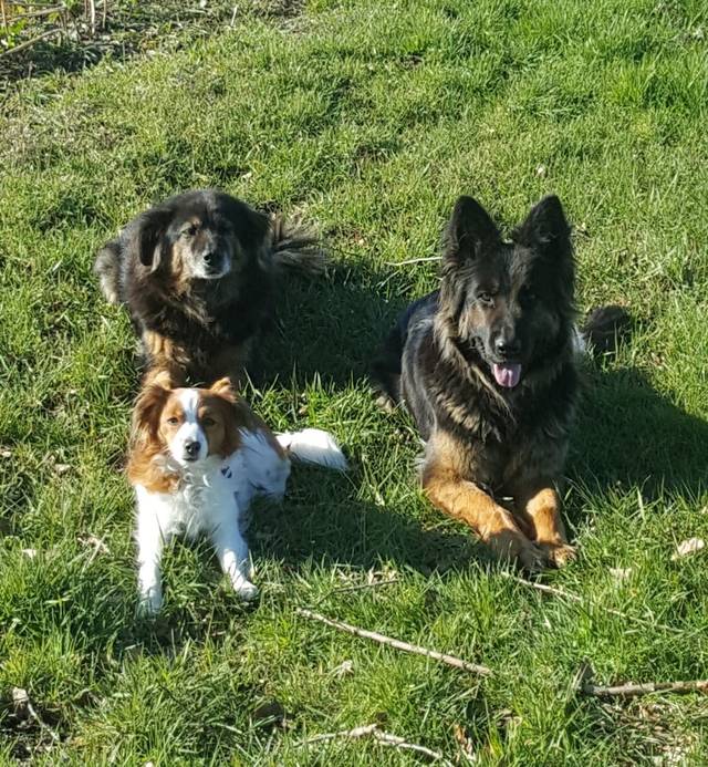 Kalle‘s Hundetreff/Hundeschule in Rietberg