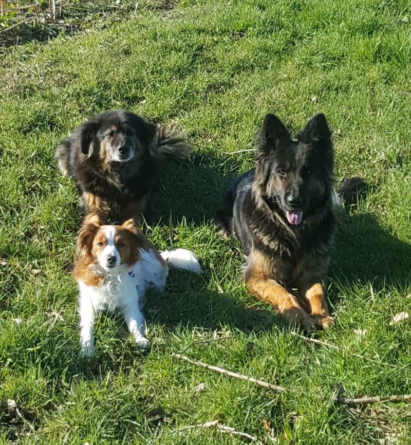 Kalle‘s Hundetreff/Hundeschule in Rietberg