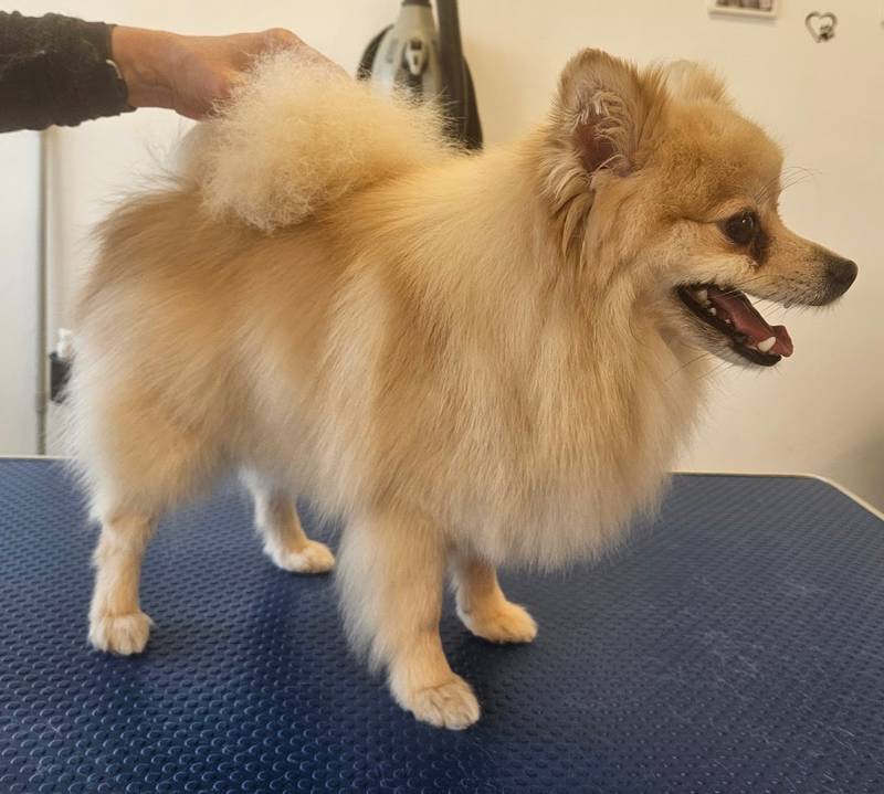Bibi´s Hundesalon Bad Salzuflen