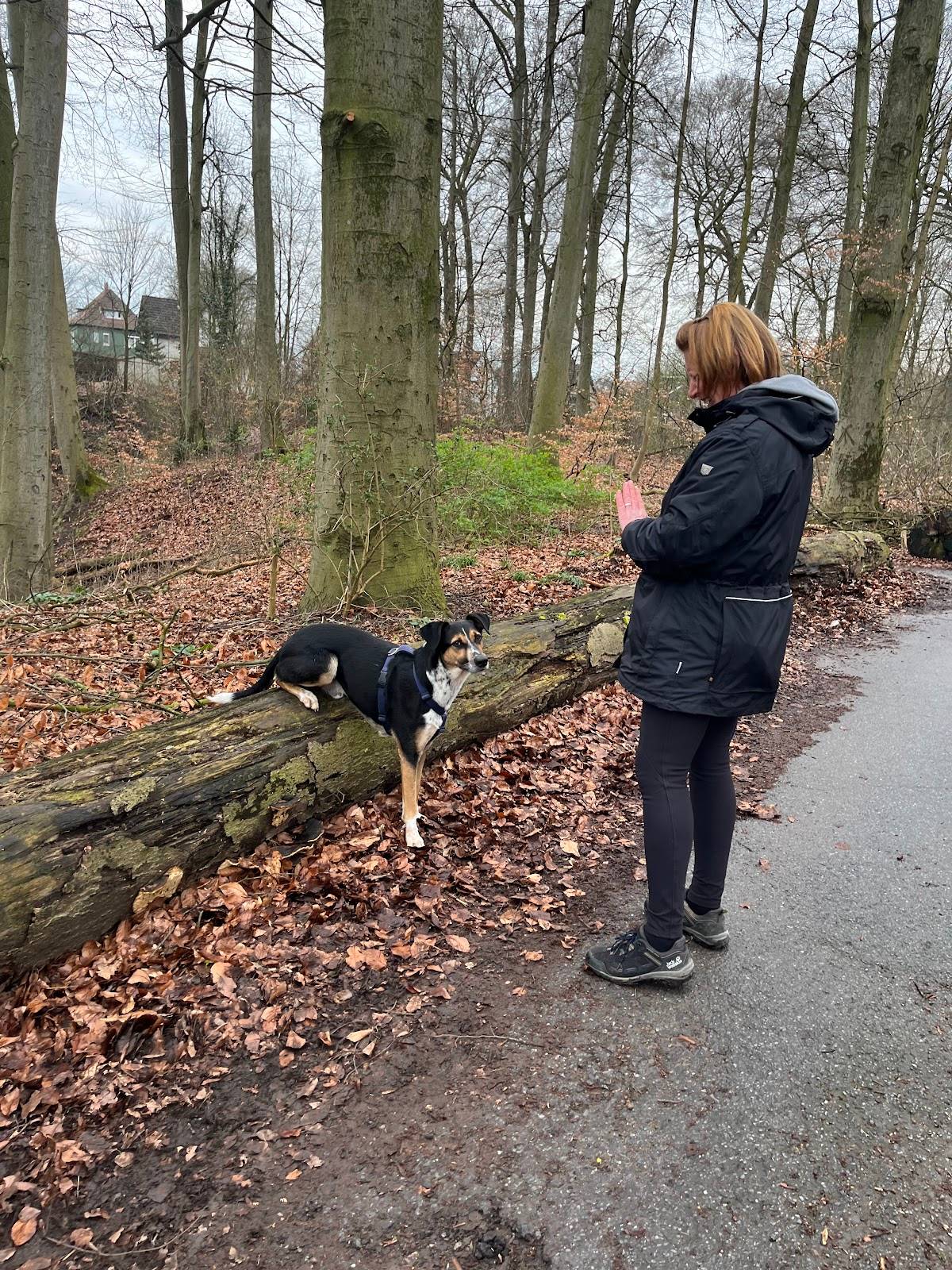 Martin Rütter Hundeschule Bielefeld/Gütersloh