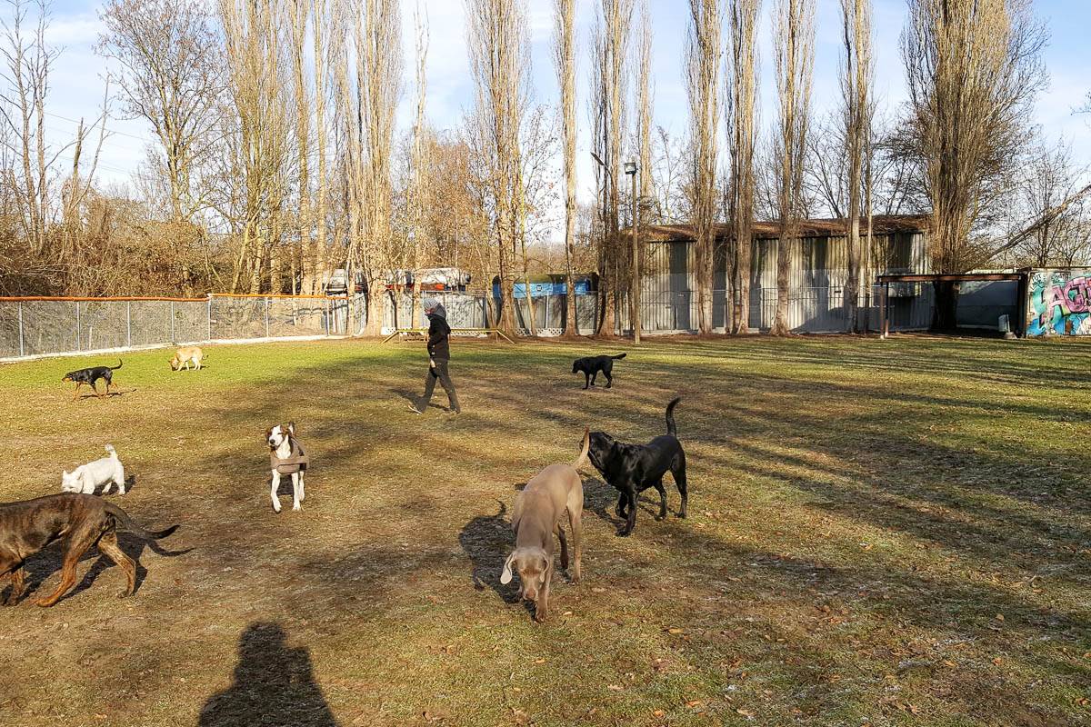 Hundetagesstätte Stadtfelle