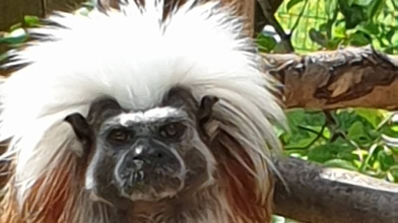 Der Kleine Tierpark Göppingen e.V.