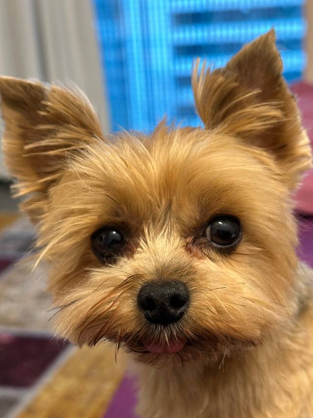 Hundesalon Popp