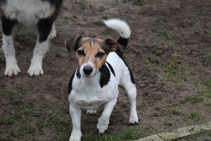 Hundepension und- schule Wolf und Co