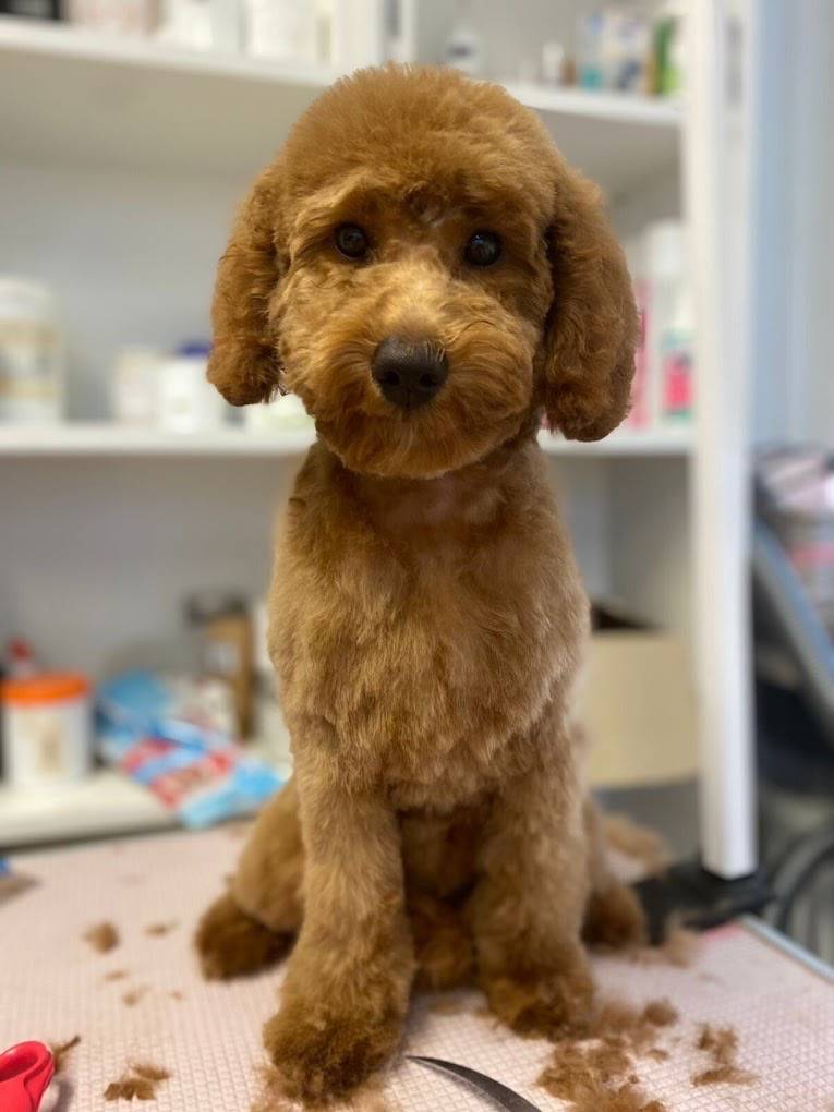 Hundefriseur Schlappohr München Schwabing