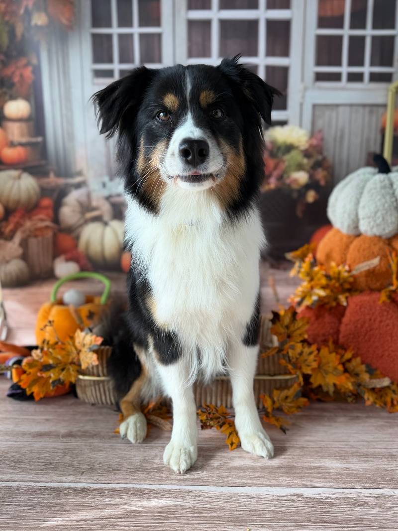 HUNDESALON Fell und Pfote