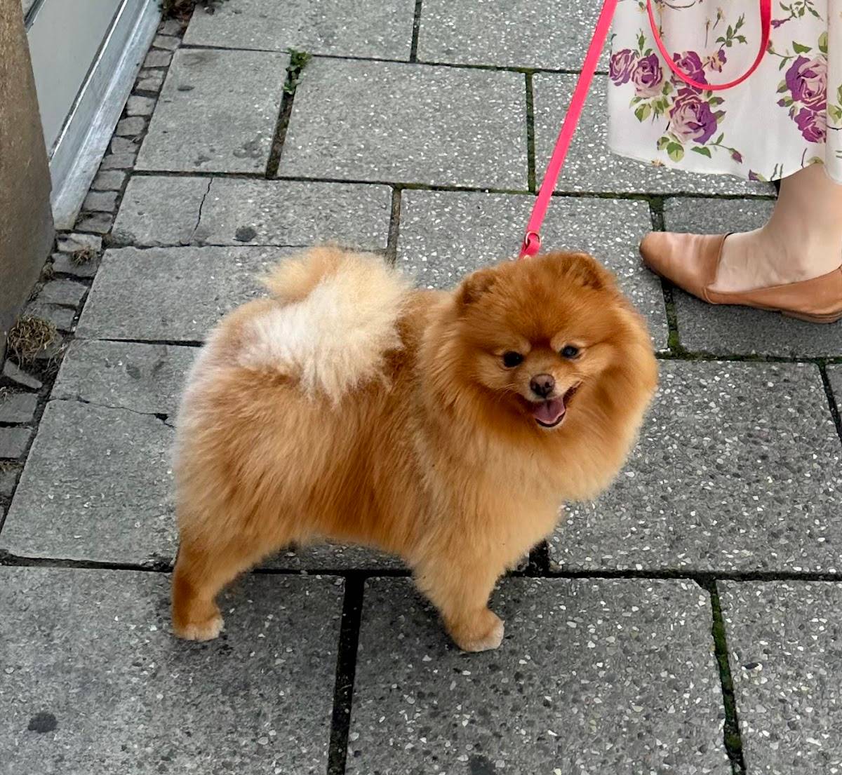 Hundesalon Zum weißen Dackel