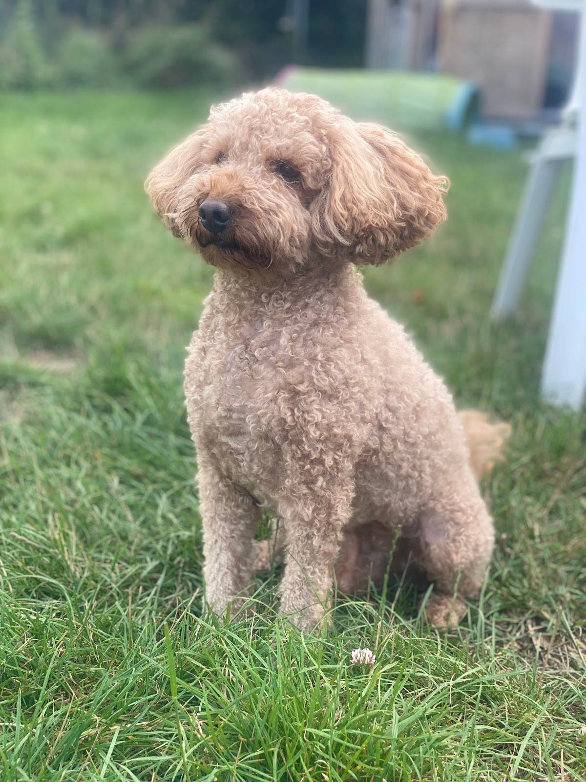 Mona's Hundewelt