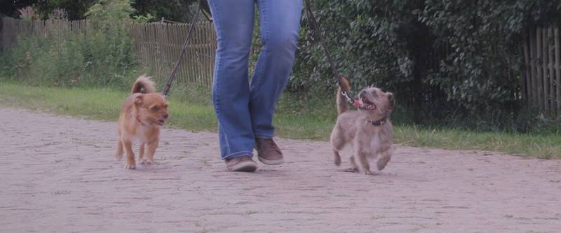 Hundeschule Allerweltshunde