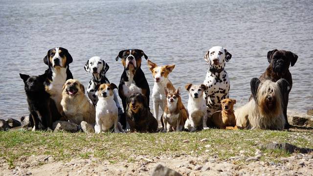 Hundebetreuung Ruschenburg