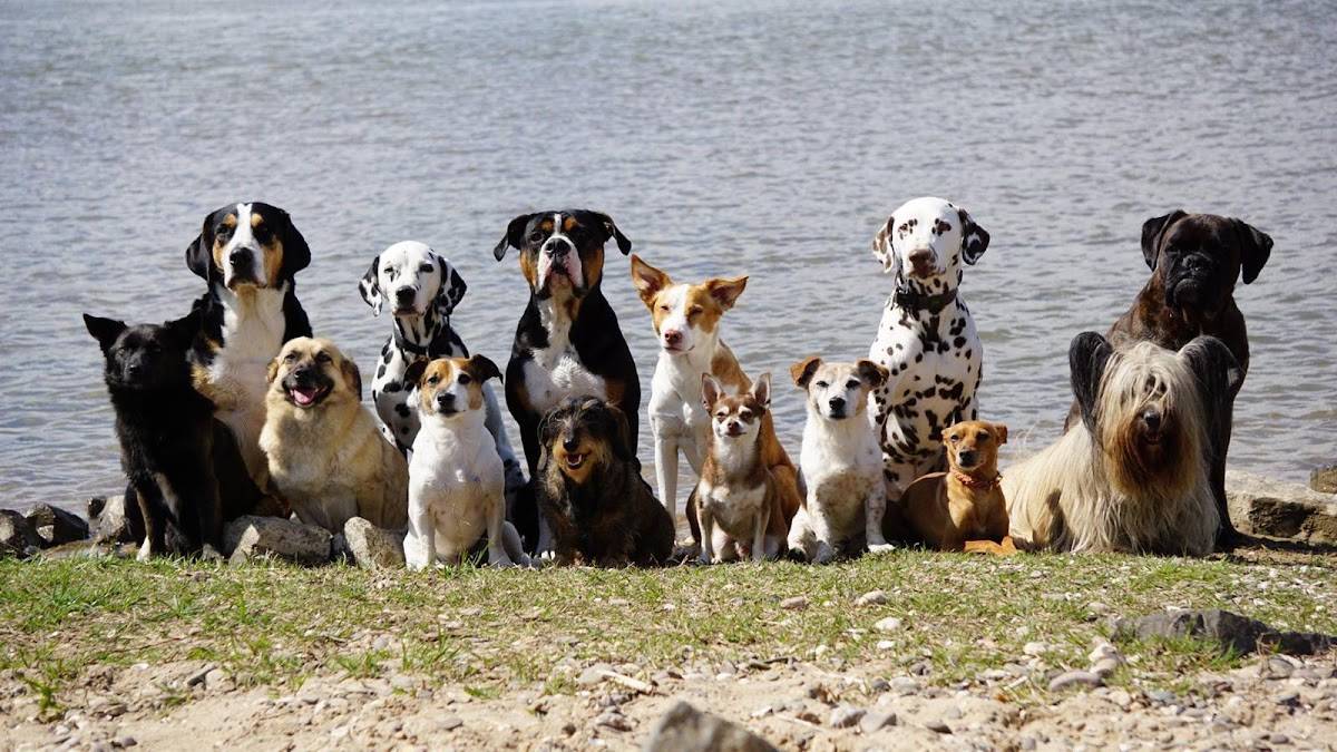 Hundebetreuung Ruschenburg