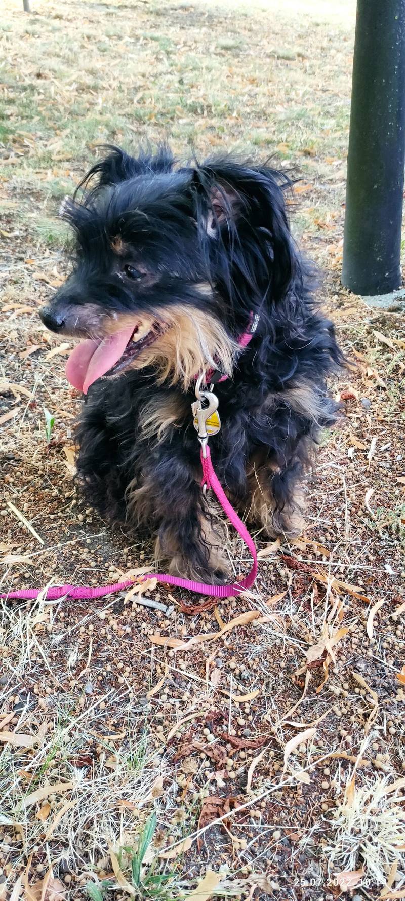 Hundesalon Pratau