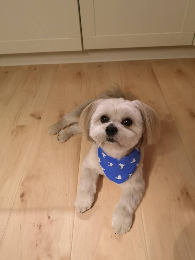 Hundesalon Das kleine Hundehaus