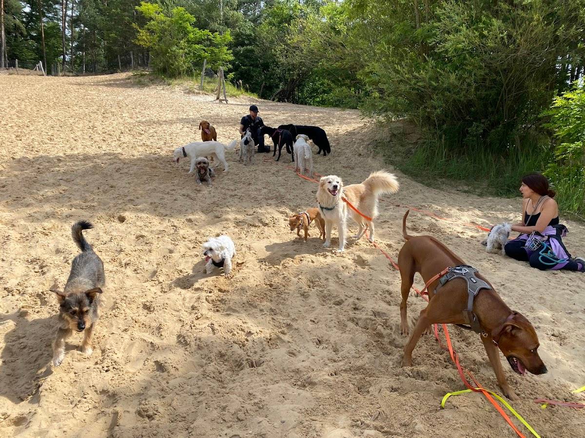 Dogsitter Berlin - Hundeservice