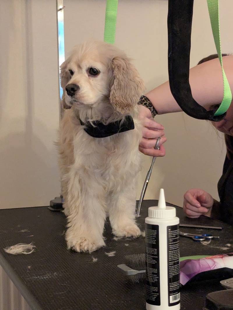 Hundesalon Bentrup