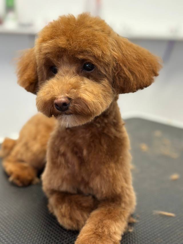 Hundesalon Pfotentreff