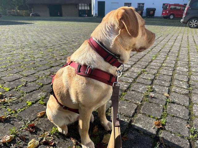 Souldog Academy - Hundetraining und Persönliche Beratung