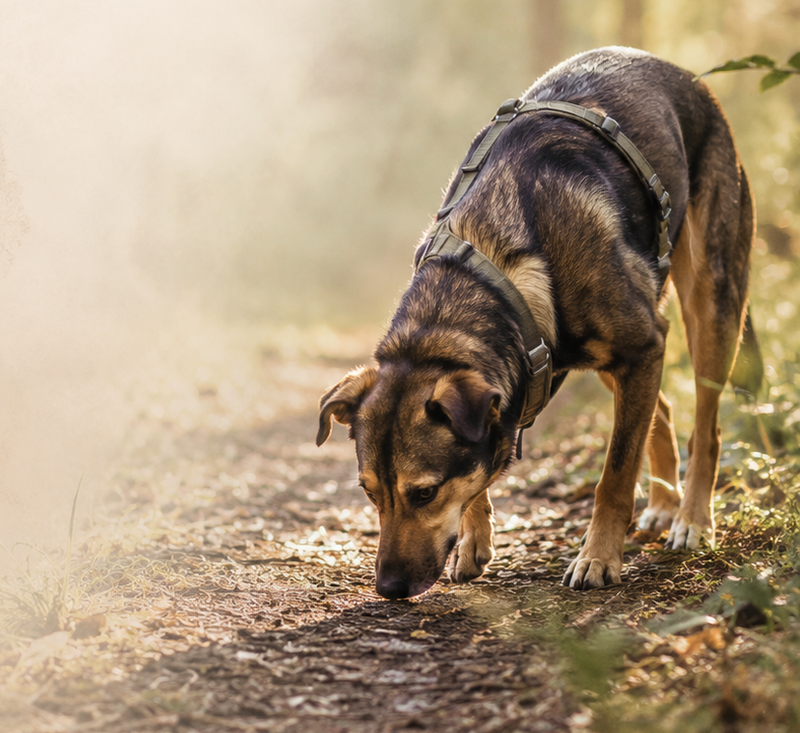 Kompass Hundetraining