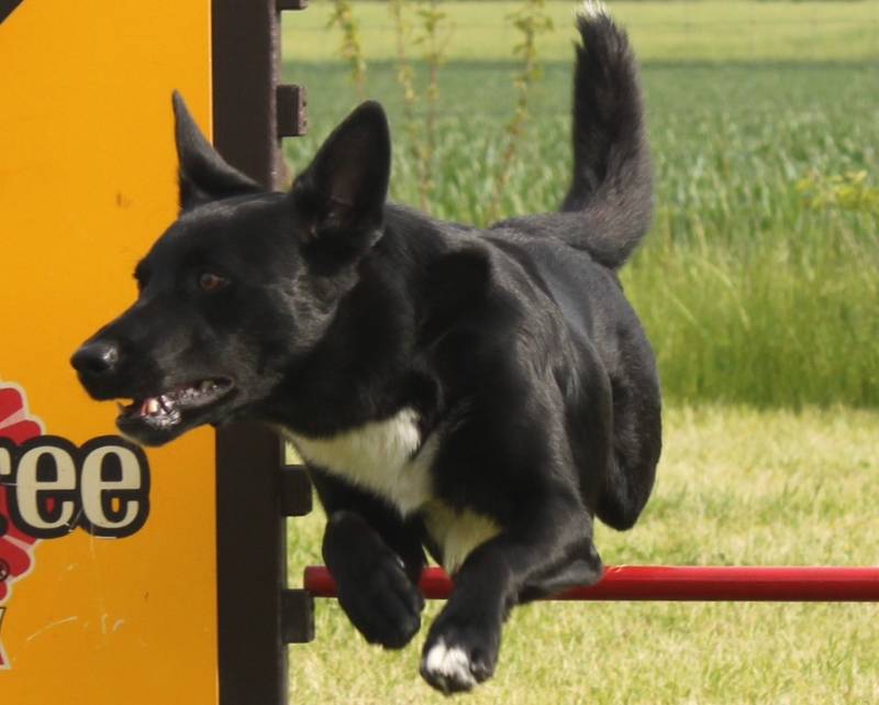 Mobile Hundeschule Hund & Bielefeld