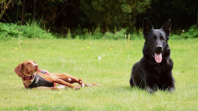 Hundepension und Hundetraining - gerlach coaching