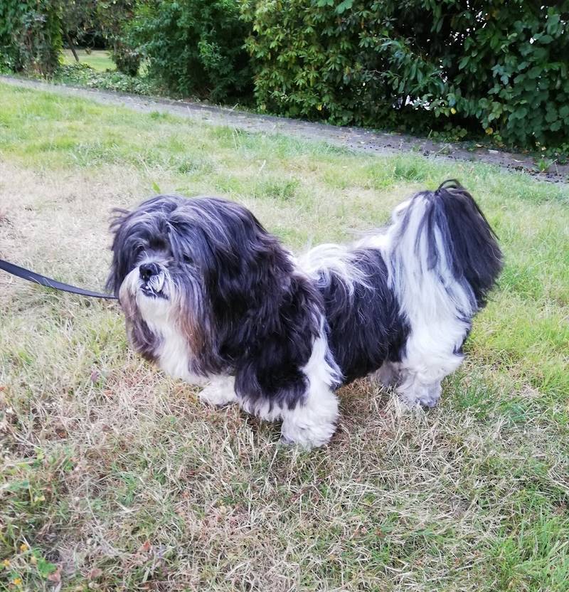 Hundefriseur Fellpflege Pamuk