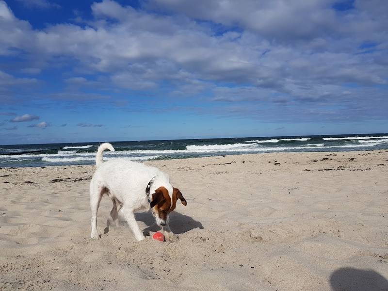 Zingst Hundestrand