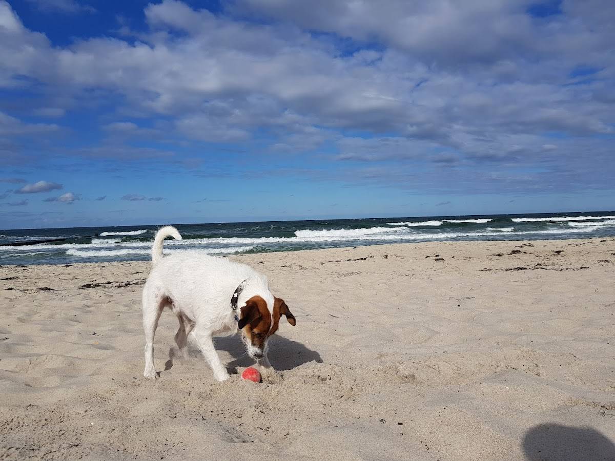 Zingst Hundestrand