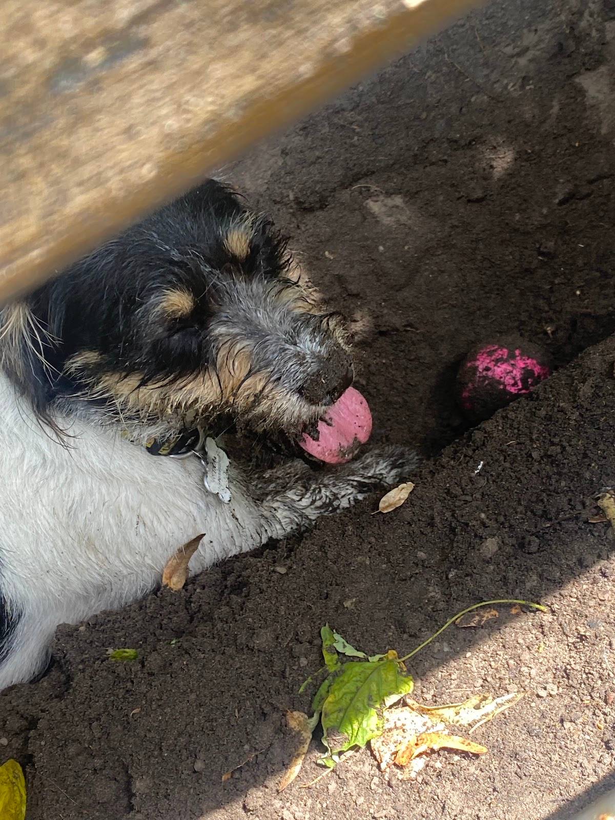Hundeauslauffläche
