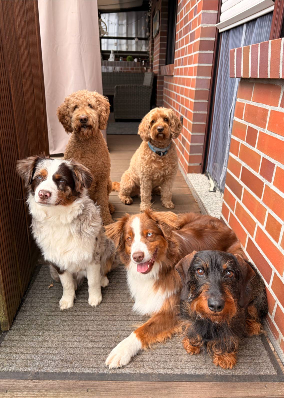 Pfotenverliebt – Hundebetreuung