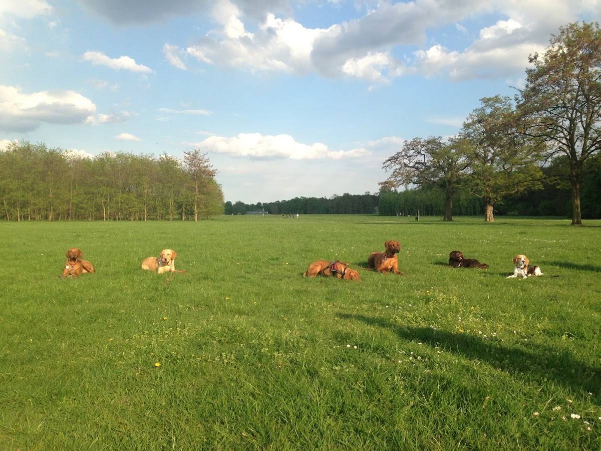 Hundeschule Nano