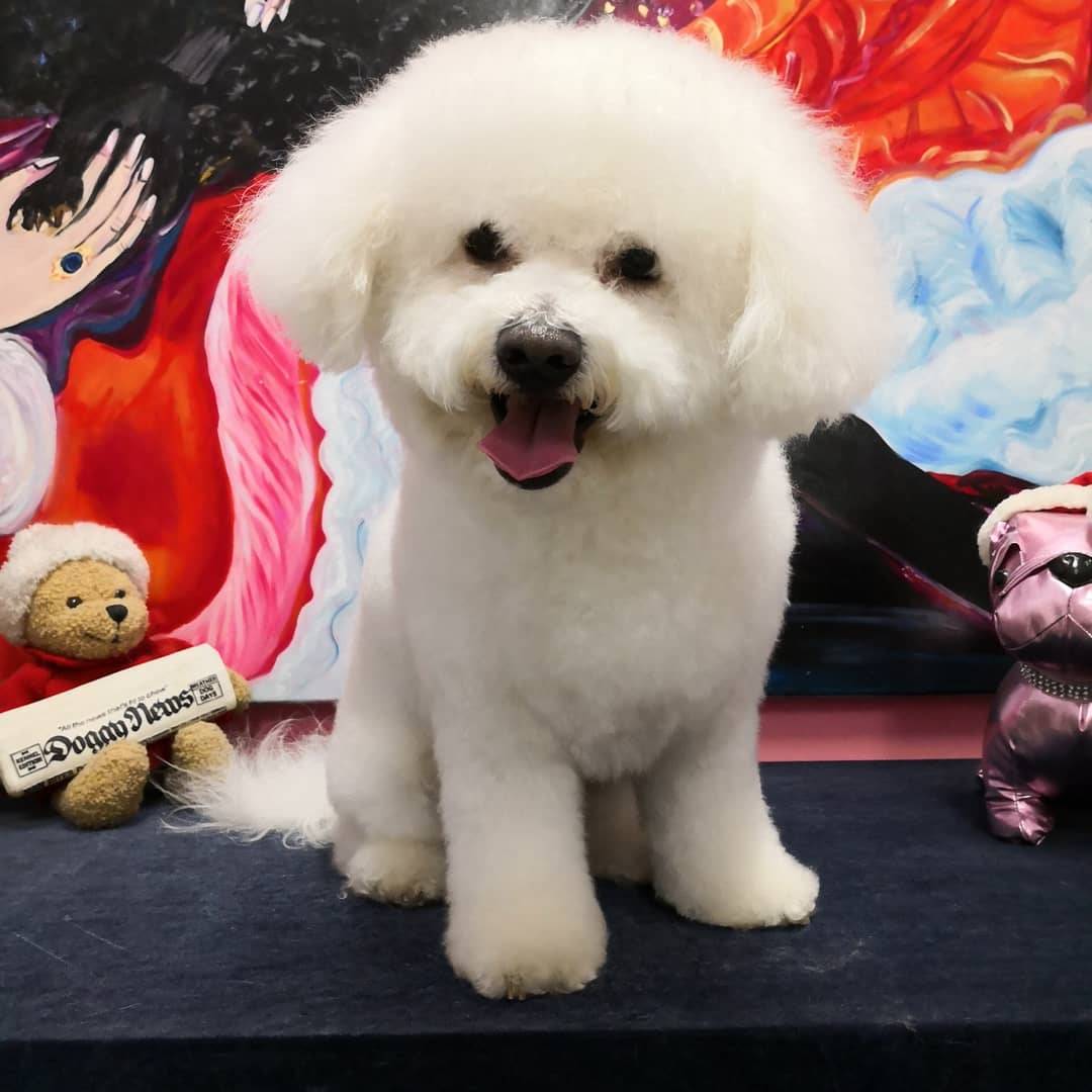 Hundesalon Hundepflege München
