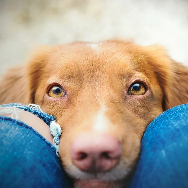 Flitzpiepe - Hundetraining & Freizeitspaß Katrin Werstler