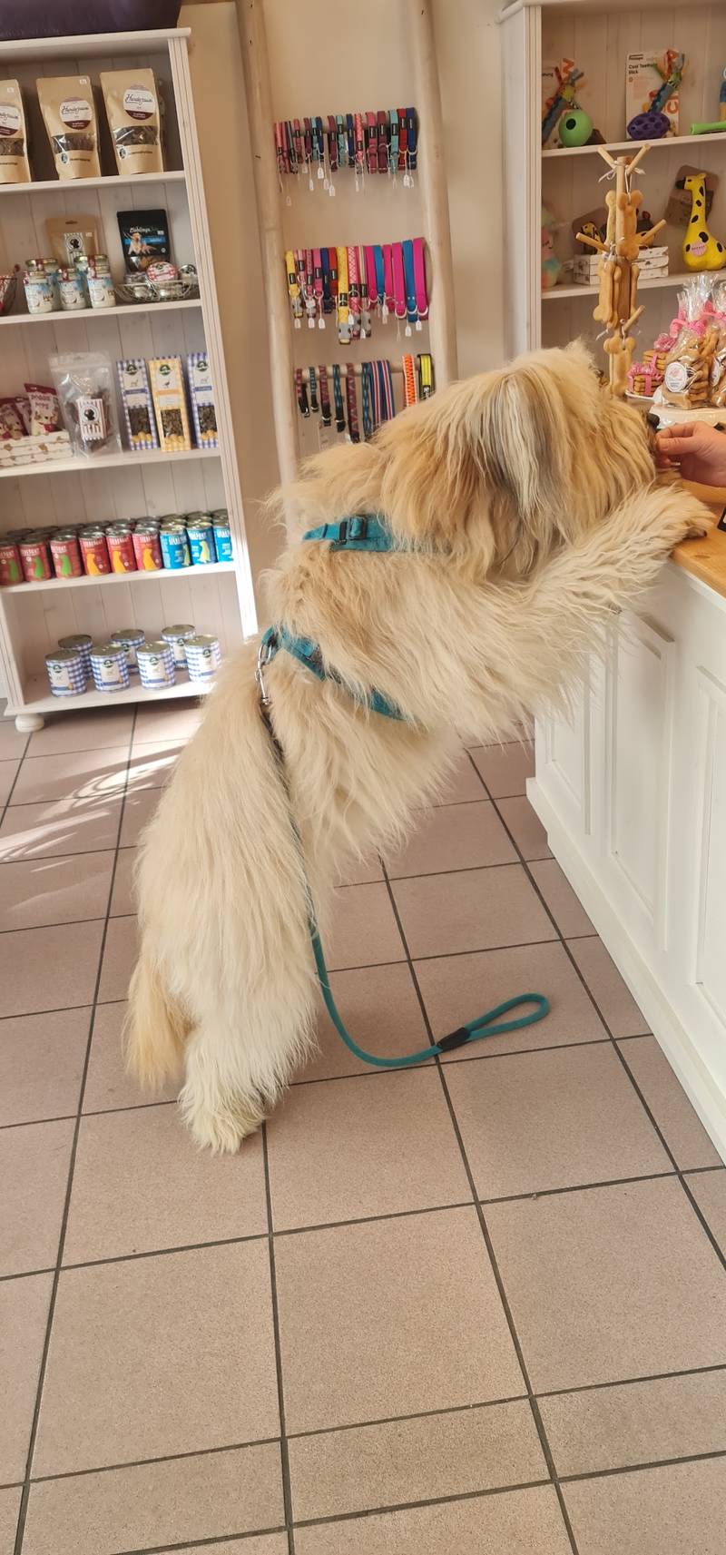 Shop around the dog e.K.