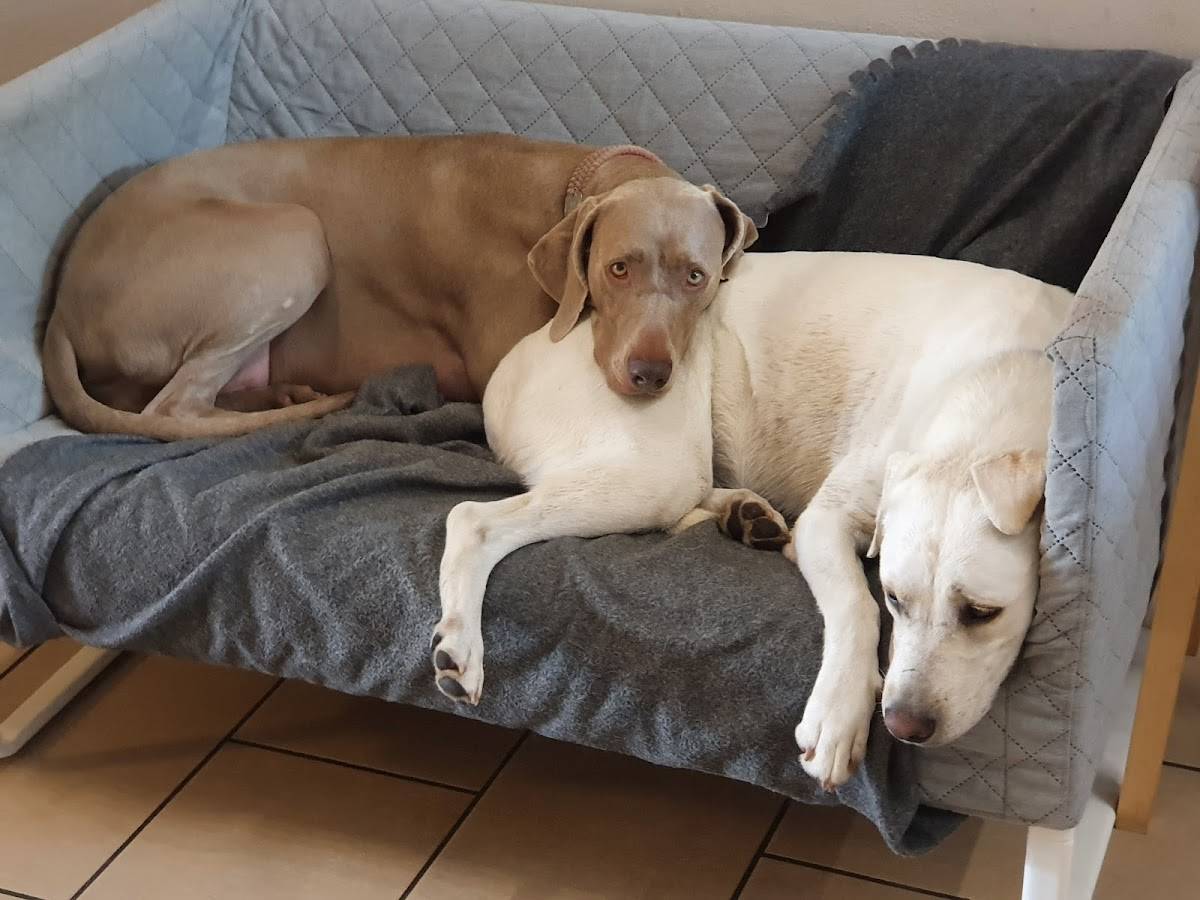 Hundetherapiezentrum Frankfurt