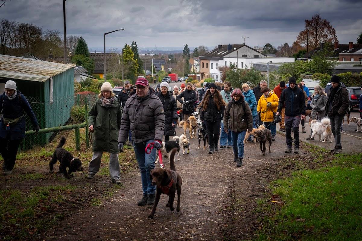 Königsköter! Deine Hundeschule in Frechen und Umgebung