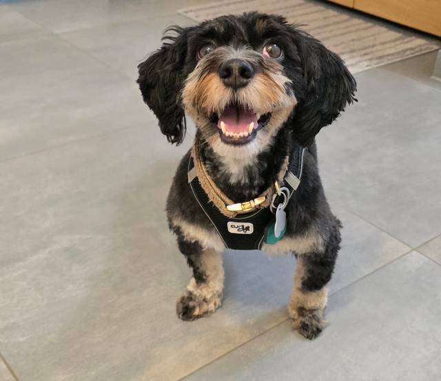 Hundesalon am Wiehen