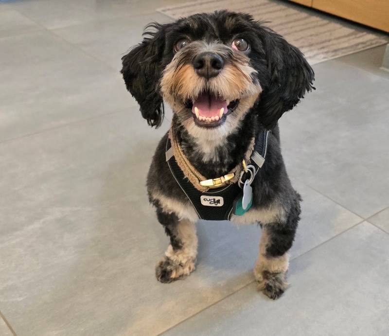 Hundesalon am Wiehen