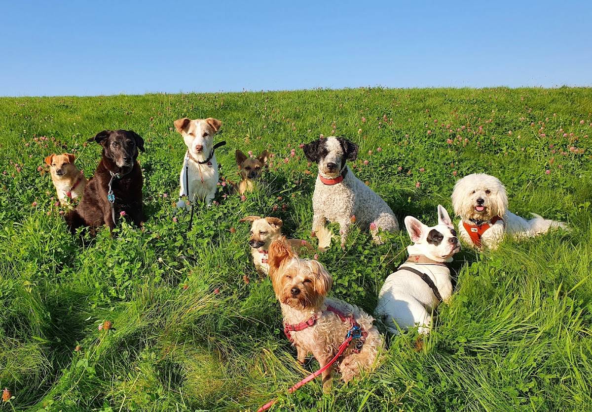 Flanny & Friends - Hundebetreuung, Gassi Service, Hundepension & mobiles Hundetraining