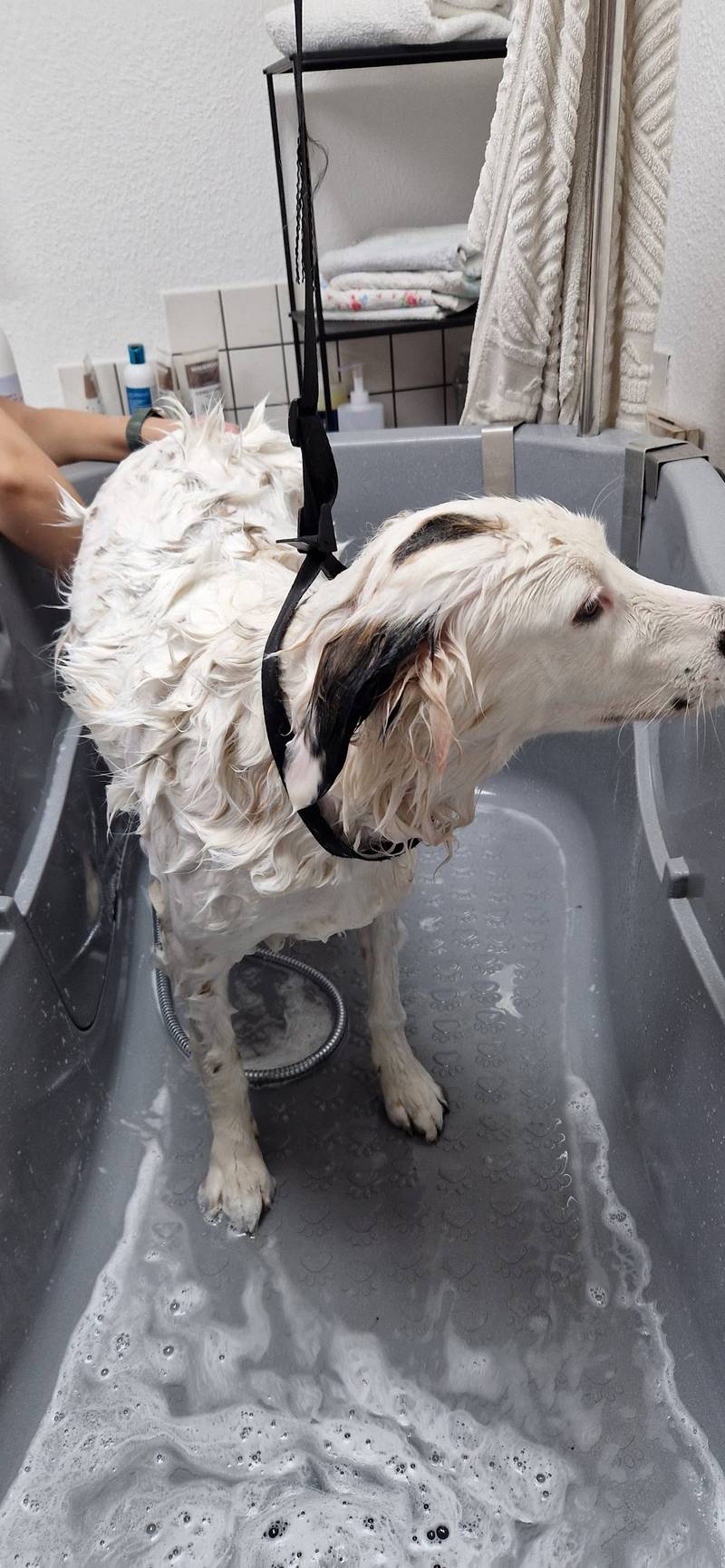 FellLiebe Hundesalon